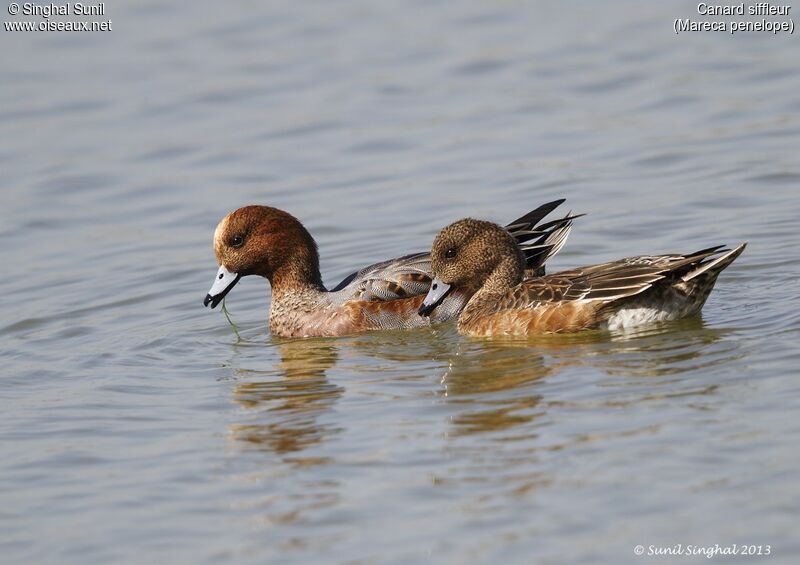 Eurasian Wigeon , identification