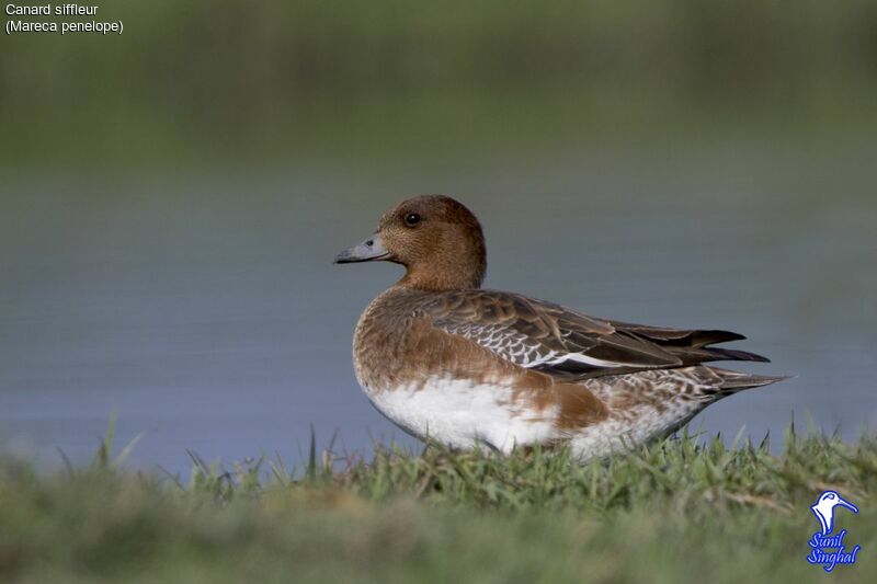 Eurasian Wigeon