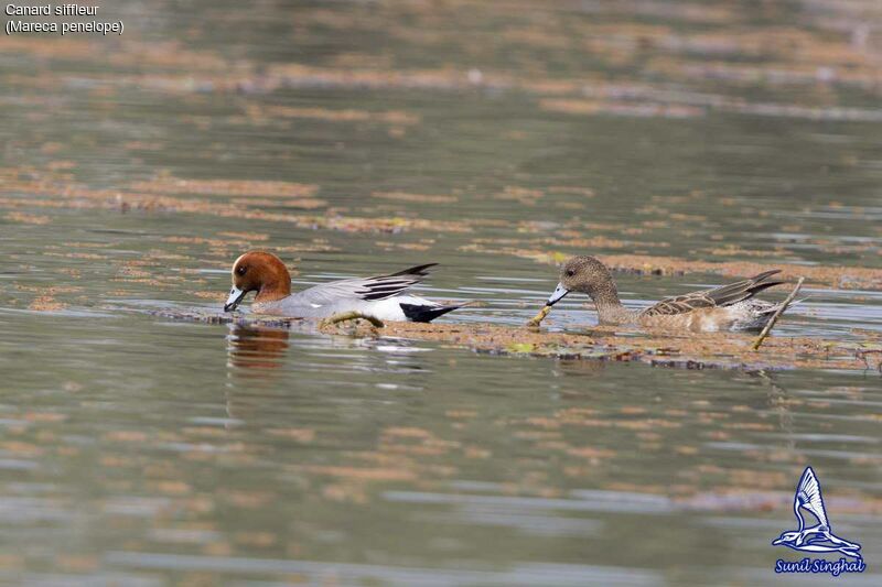 Canard siffleur