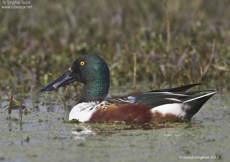 Northern Shoveler male adult breeding, identification