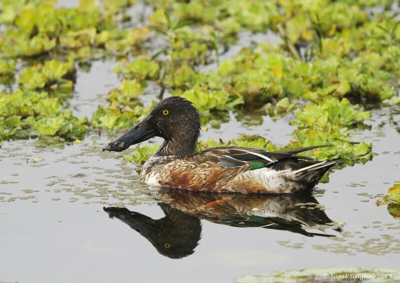 Canard souchet mâle, identification