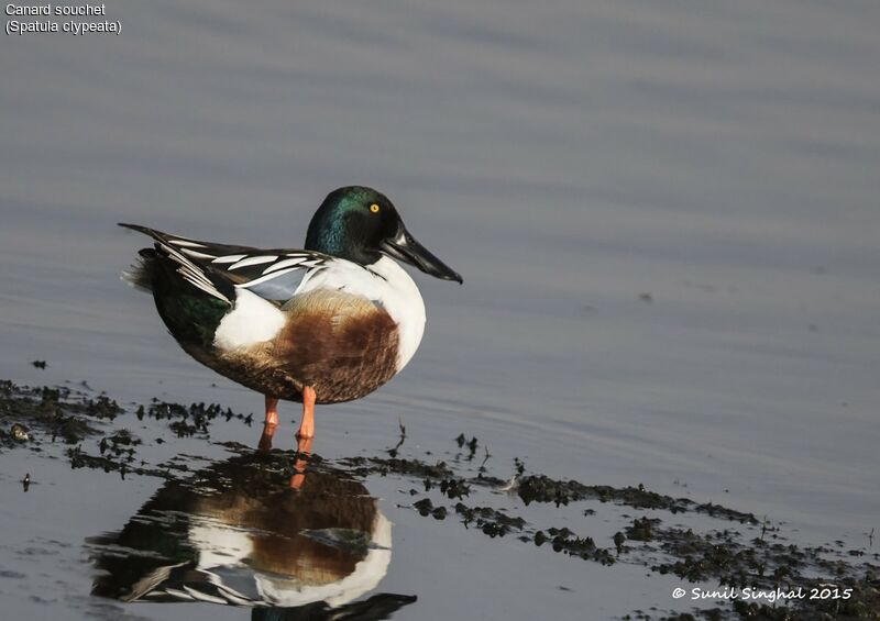 Northern Shoveler male, identification