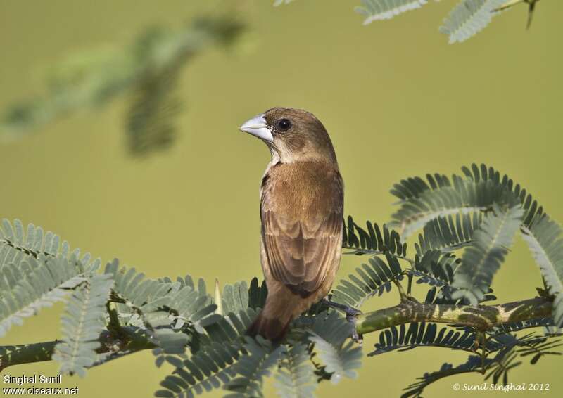 Capucin à dos marronimmature, identification