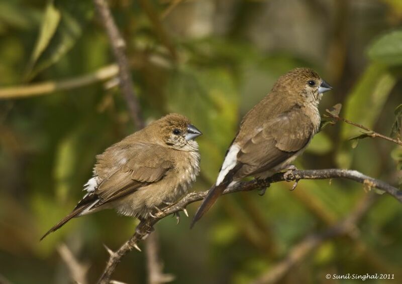 Indian Silverbill