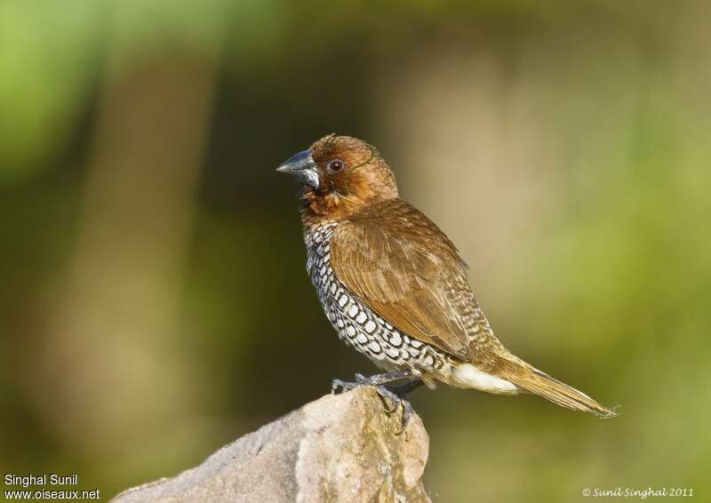 Scaly-breasted Muniaadult, identification