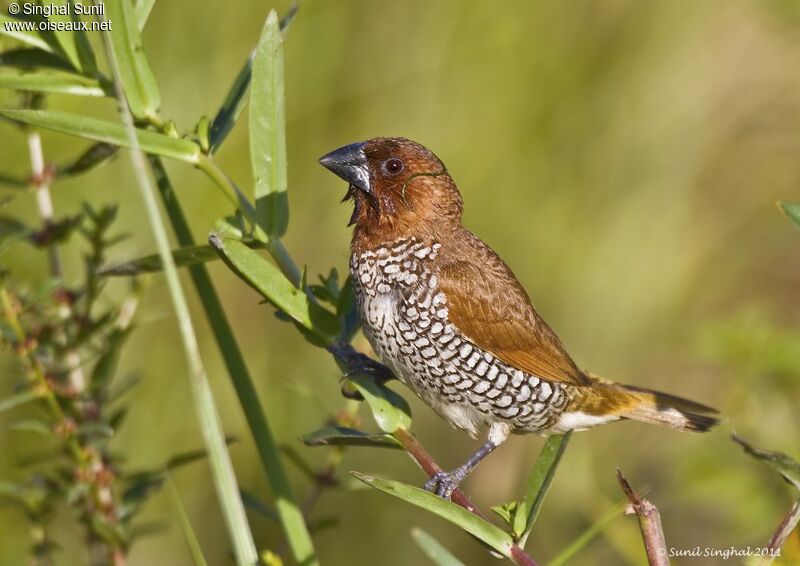 Scaly-breasted Muniaadult, identification