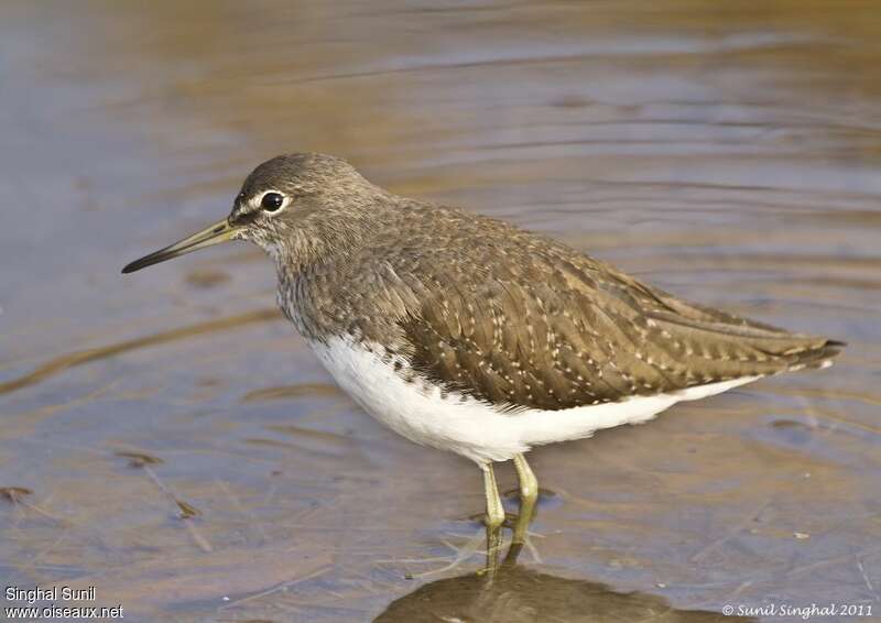 Green Sandpiperadult, close-up portrait