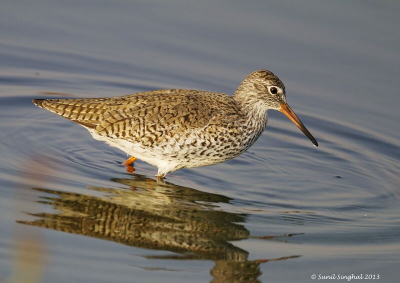 Common Redshank