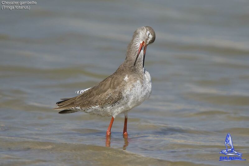 Common Redshank