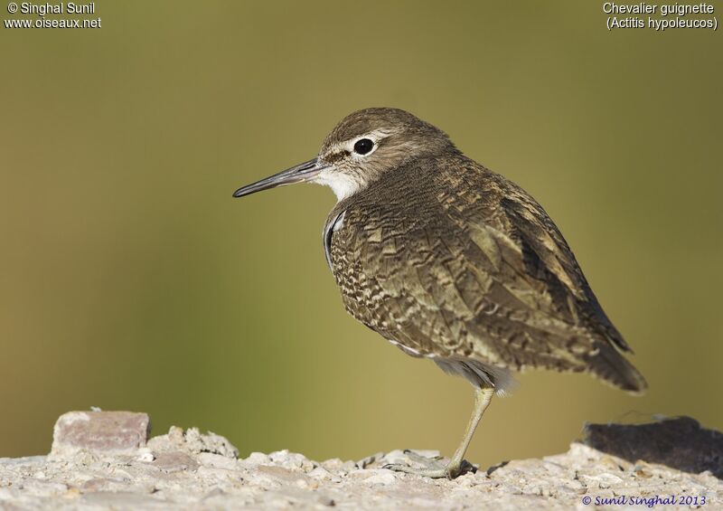 Chevalier guignetteadulte, identification