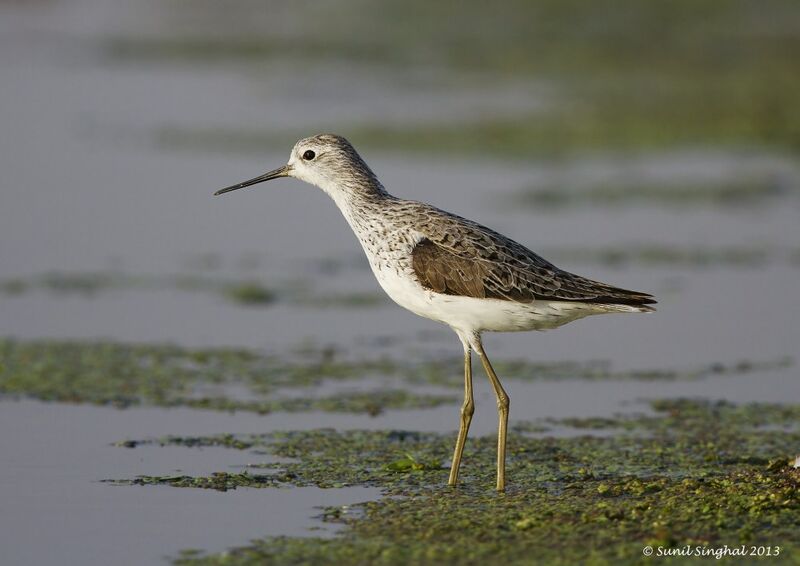 Marsh Sandpiper