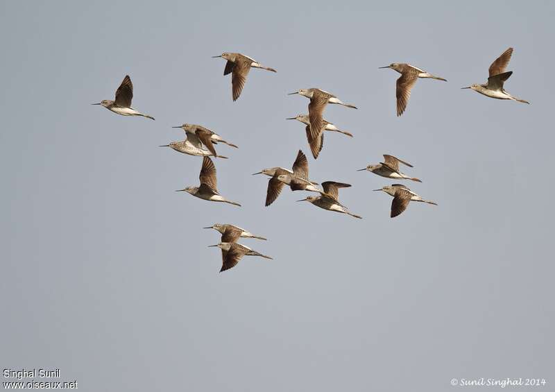 Marsh Sandpiperadult, Flight