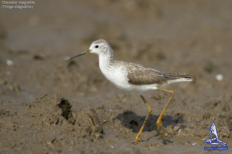 Marsh Sandpiper, identification, close-up portrait