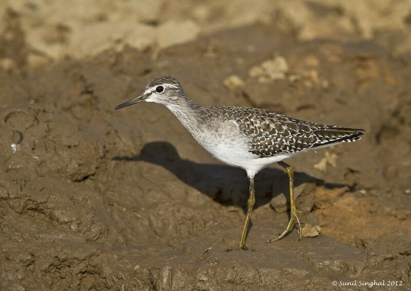 Wood Sandpiper, identification