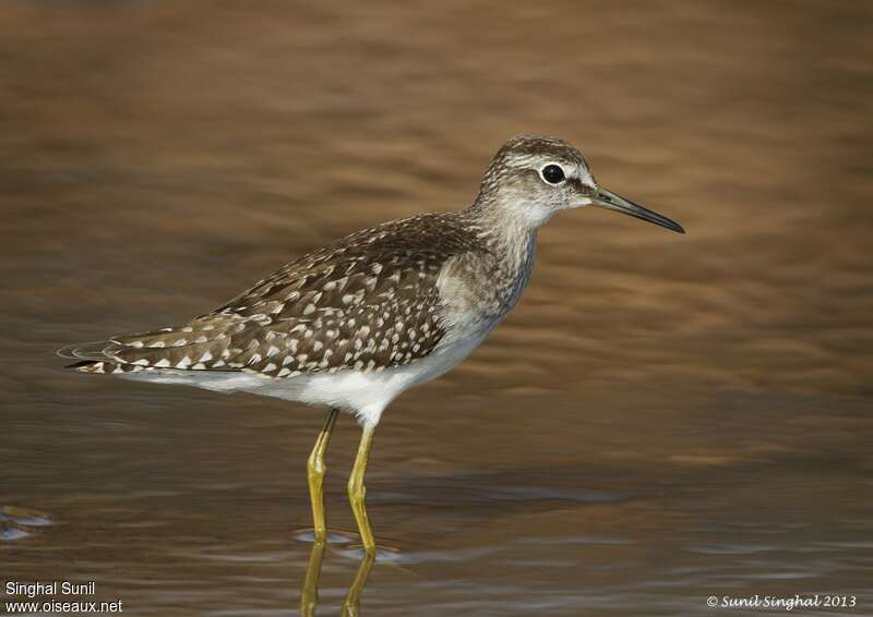 Wood Sandpiperadult, identification