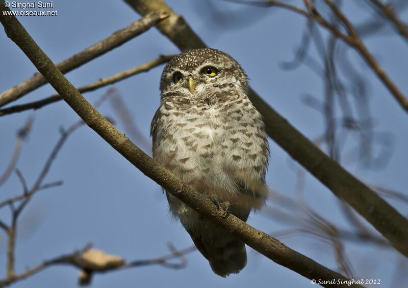 Spotted Owletadult, identification