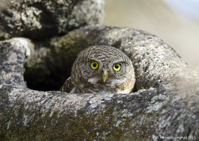 Asian Barred Owlet