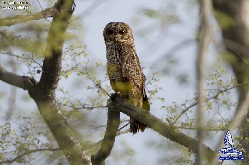 Mottled Wood Owladult