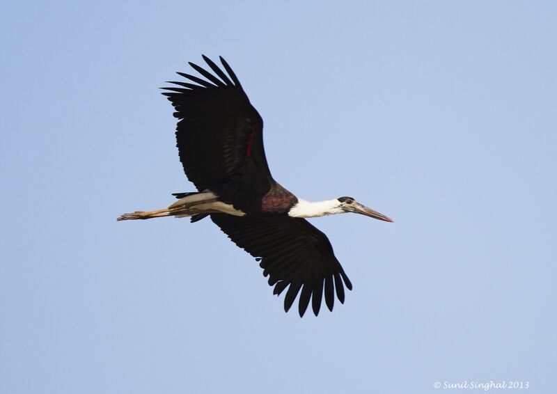 Asian Woolly-necked Stork