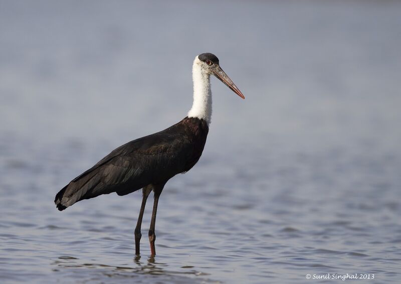 Cigogne épiscopale