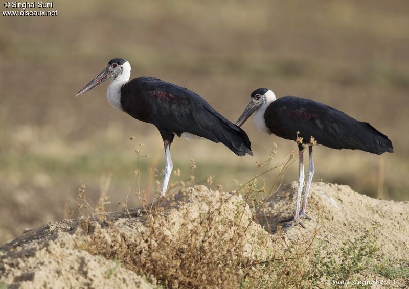 Asian Woolly-necked Stork adult, identification, Behaviour