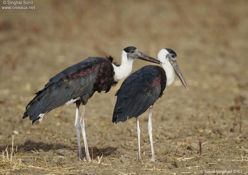 Asian Woolly-necked Stork adult, identification, Behaviour