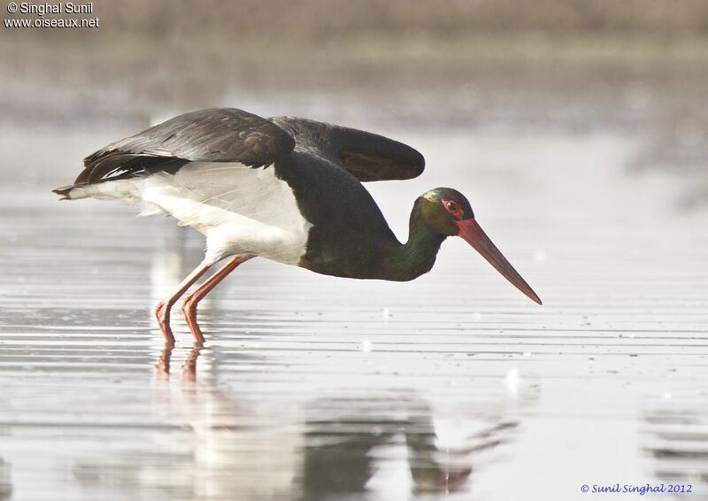 Cigogne noireadulte, Comportement