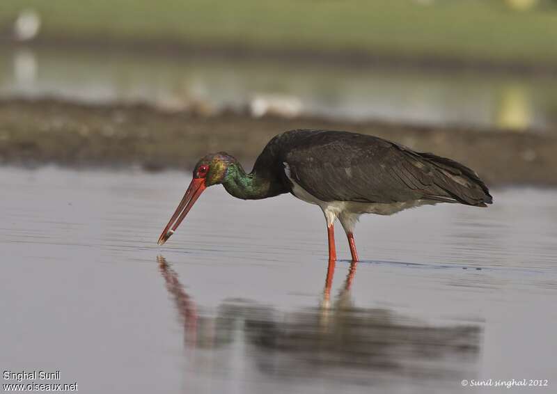 Black Storkadult breeding, feeding habits, Behaviour