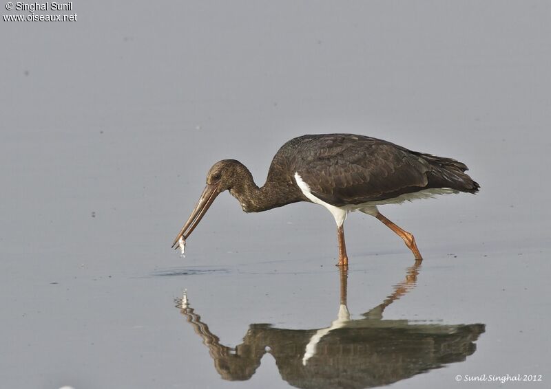 Cigogne noireimmature, identification, Comportement