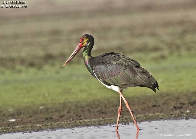 Cigogne noireadulte, identification