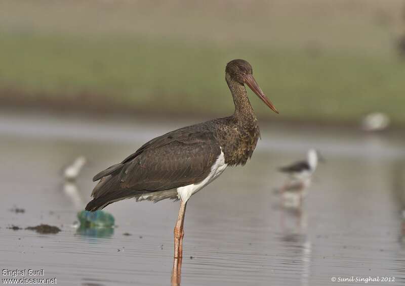 Cigogne noireimmature, identification