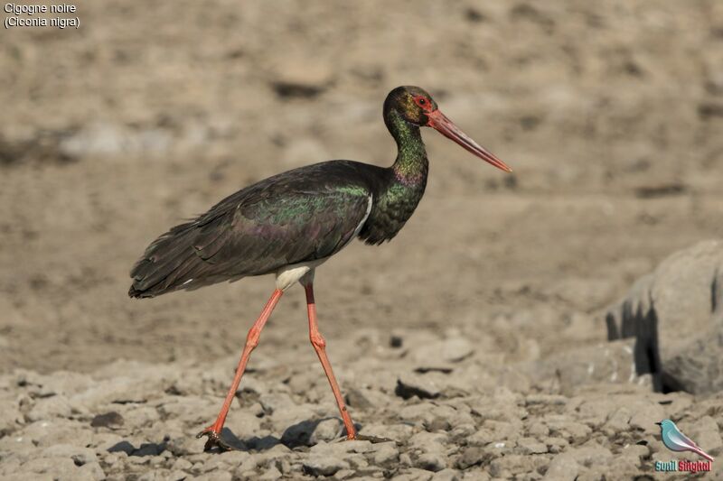 Black Stork, identification