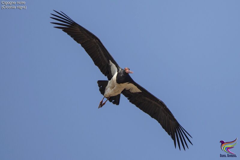 Black Stork, Flight