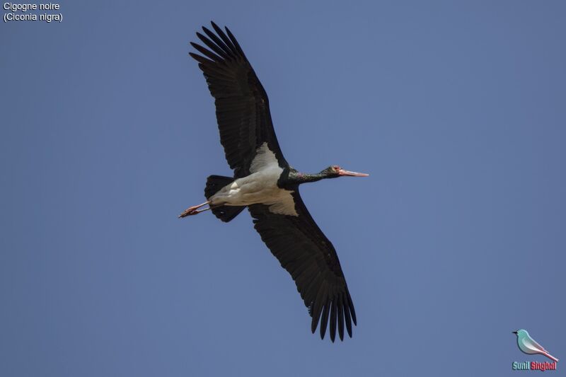 Cigogne noire, Vol