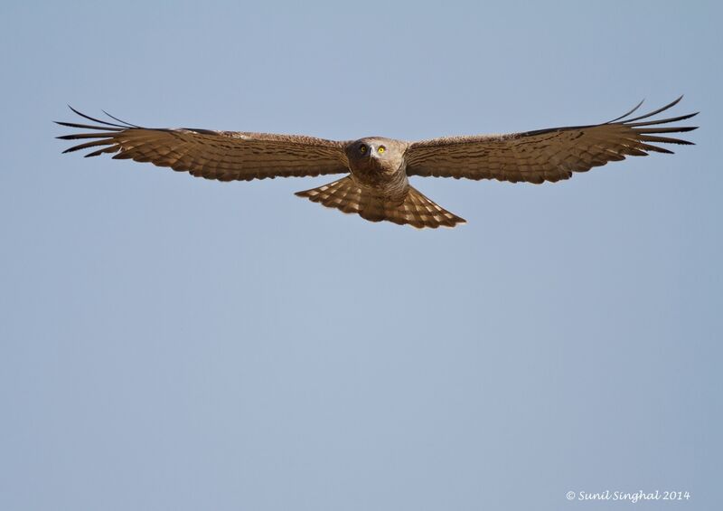 Short-toed Snake Eagleadult, Flight