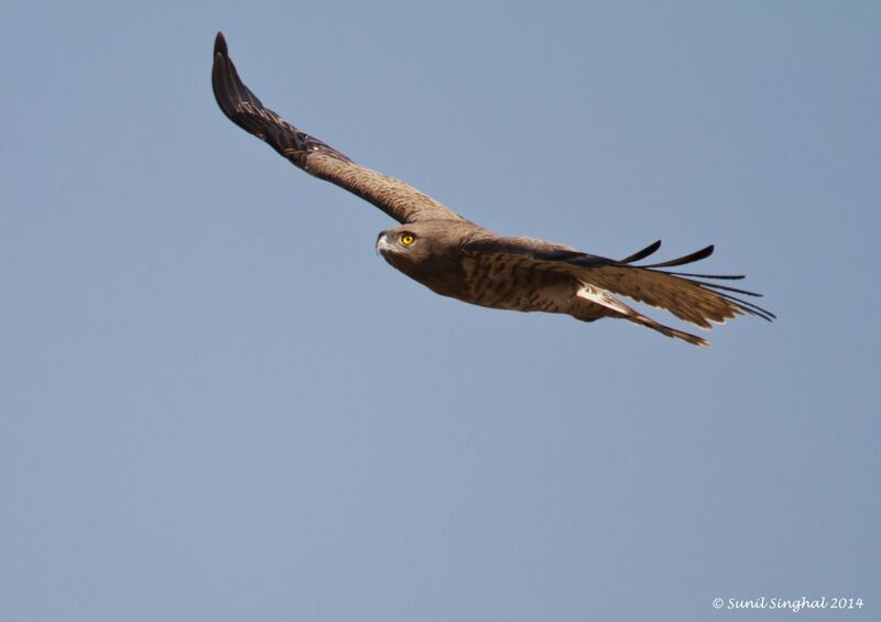 Short-toed Snake Eagleadult, Flight