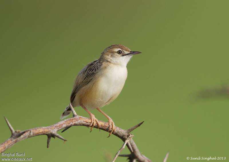 Zitting Cisticolaadult, identification