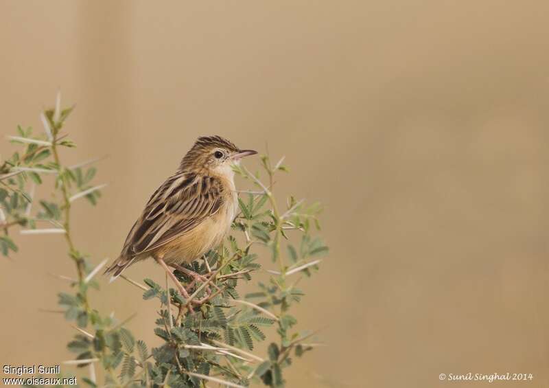 Zitting Cisticolaadult, identification