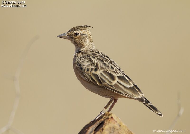 Sykes's Larkadult, identification, Behaviour