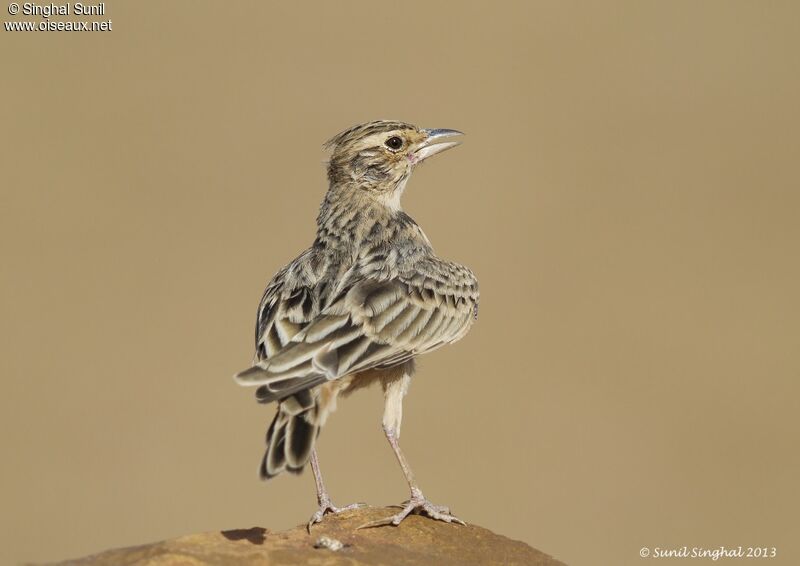 Sykes's Larkadult, identification