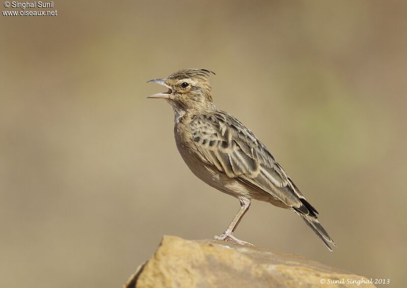 Sykes's Larkadult, identification, Behaviour