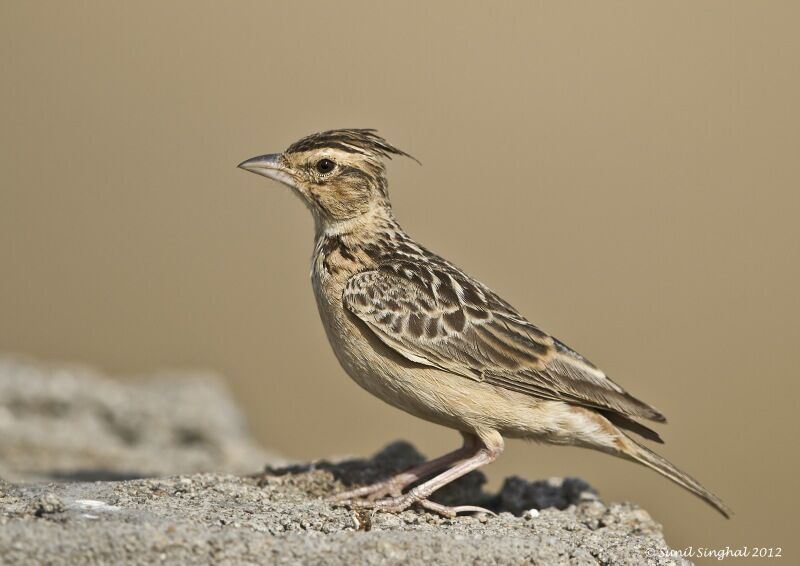 Sykes's Lark