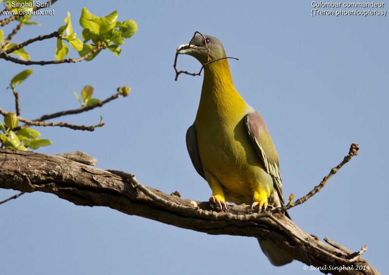 Yellow-footed Green Pigeonadult, identification, Reproduction-nesting