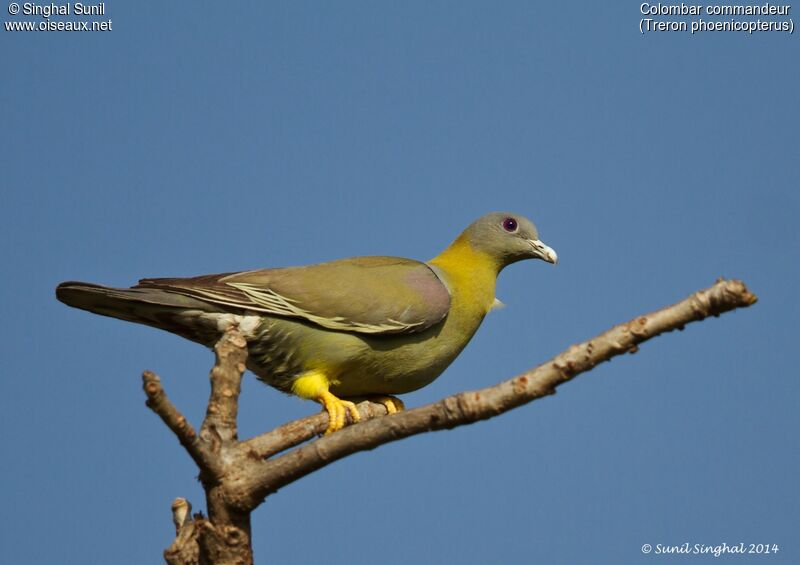 Yellow-footed Green Pigeonadult, identification