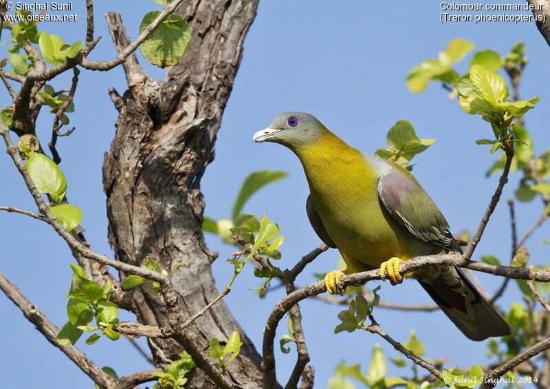 Yellow-footed Green Pigeonadult, identification