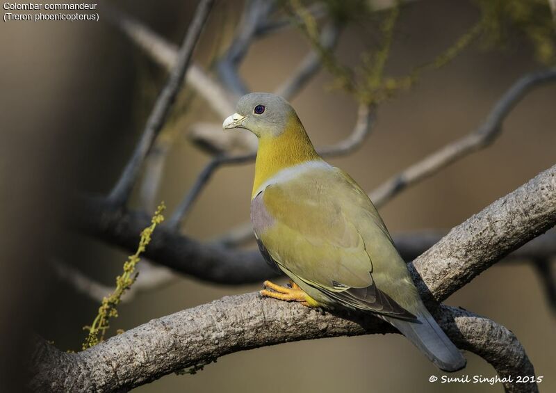 Yellow-footed Green Pigeonadult, identification