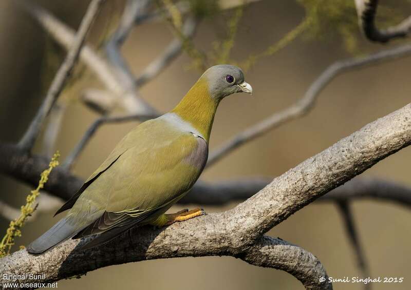 Yellow-footed Green Pigeonadult, identification