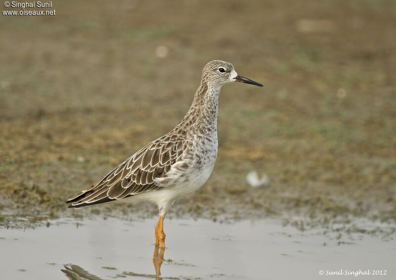 Combattant variéadulte, identification