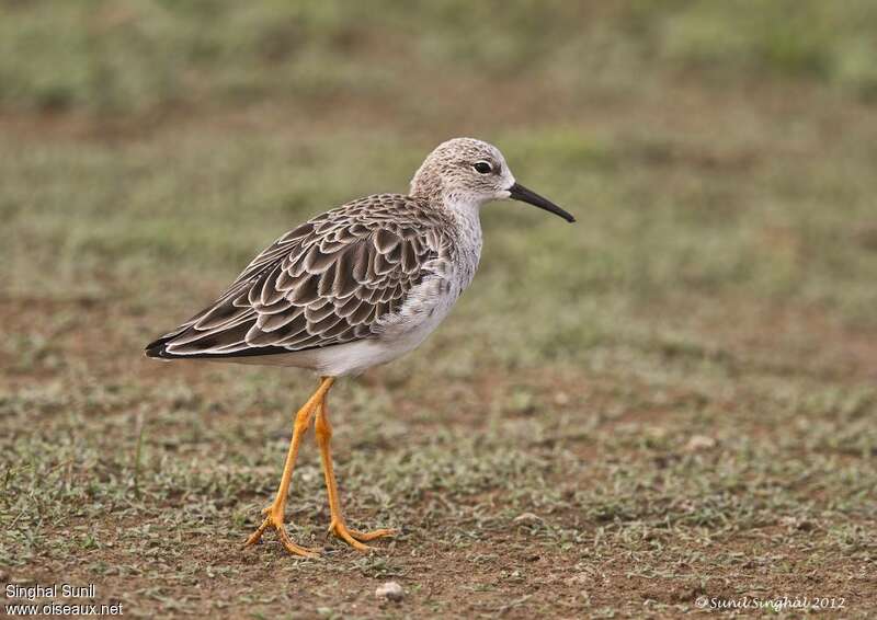 Ruff male adult post breeding, identification