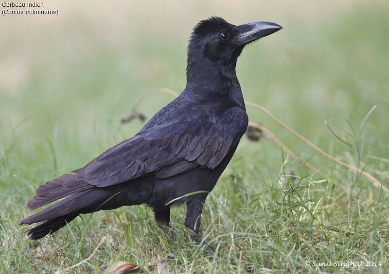 Corbeau indienadulte, identification